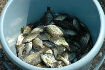 駆除された外来魚ブルーギルやオオクチバス