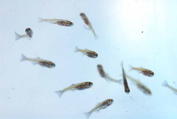 駆除を行ったワンドでみつかった在来種のタナゴ(カネヒラ)稚魚