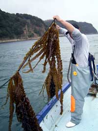 （写真）あがってきたコンブ。