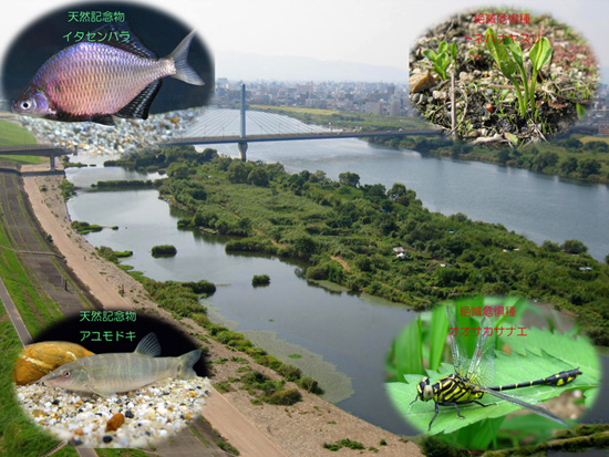 生物多様性の高い淀川