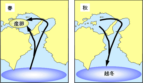 サワラの回遊図