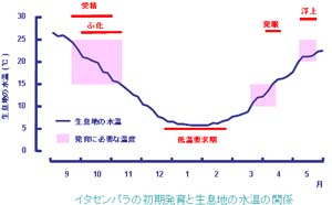 イタセンパラの発育と生息地の水温の関係