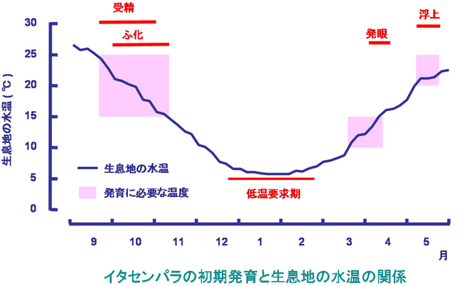 イタセンパラの発育と生息地の水温の関係