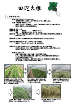 【伝統野菜採種マニュアルの一部（田辺大根、天王寺蕪、毛馬胡瓜、勝間南瓜について作成）】