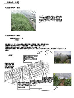 【伝統野菜採種マニュアルの一部（田辺大根、天王寺蕪、毛馬胡瓜、勝間南瓜について作成）】