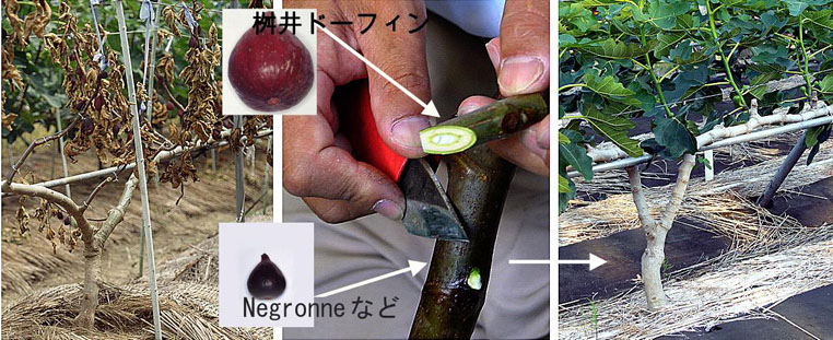 【深刻なイチジク株枯病被害を防止するために抵抗性台木とその接木法を実用化しました】