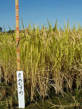 【きぬむすめの草姿 （２００８/大阪）】