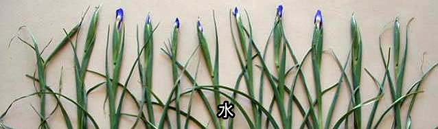 【ポストハーベストによるアイリス切り花の開花促進（観賞開始から４日目）】 