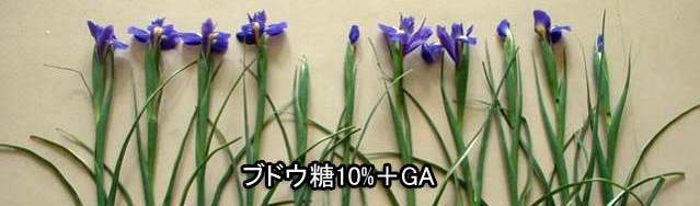 【ポストハーベストによるアイリス切り花の開花促進（観賞開始から４日目）】 