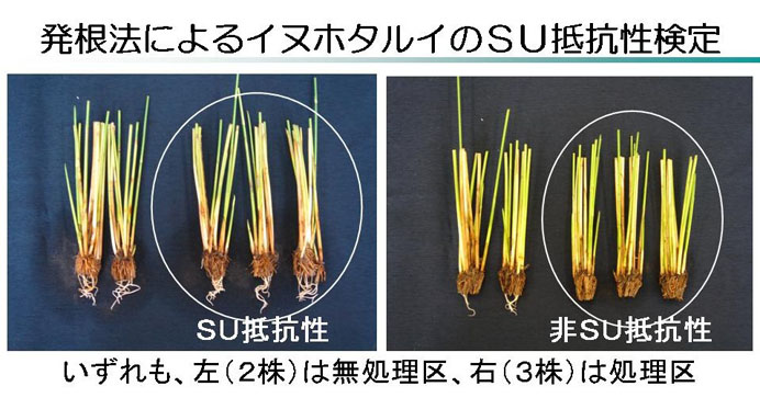 ＳＵ抵抗性雑草の簡易抗性検定技術の開発