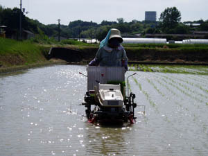 水稲栽培の手引き