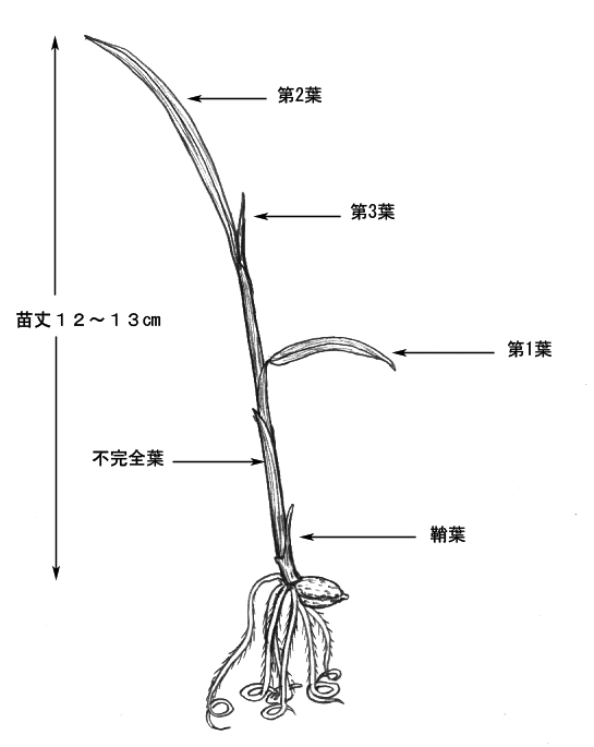 移植直前の稚苗の姿　2.2葉期