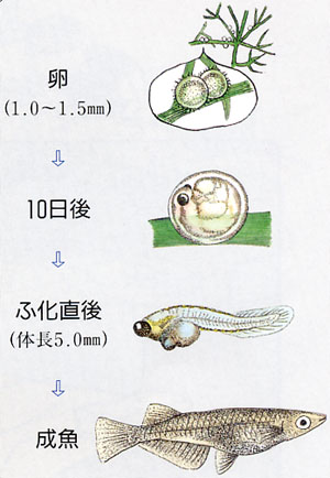 メダカを知ろう 大阪府立環境農林水産総合研究所