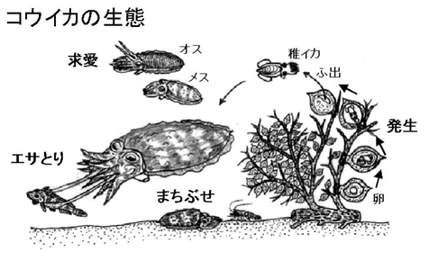 コウイカの生態