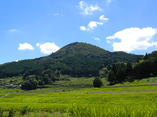 金緑色に輝くヒロオビミドリシジミのすむ能勢町の三草山