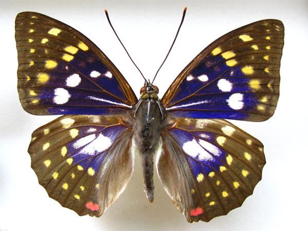 国蝶オオムラサキ