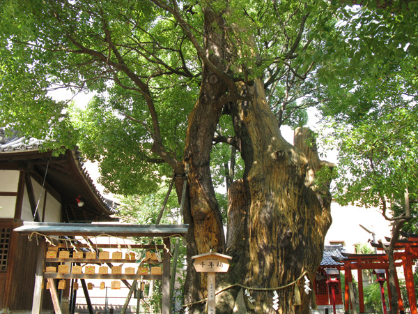 府指定天然記念物の寝屋川市神田（かみだ）天満宮のクス