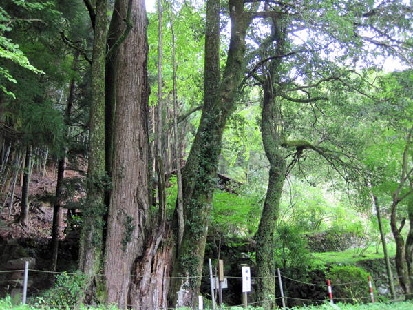 府指定天然記念物の高槻市出灰素盞鳴神社のカツラ