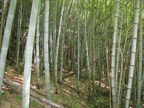 枚方市の竹林