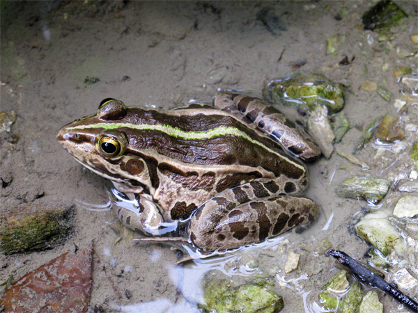 トノサマガエル