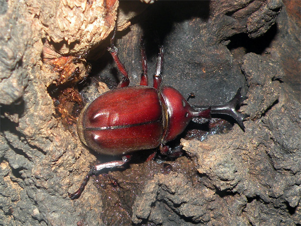 樹液を吸うカブトムシ