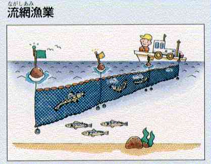 刺網漁業 | 大阪府立環境農林水産総合研究所
