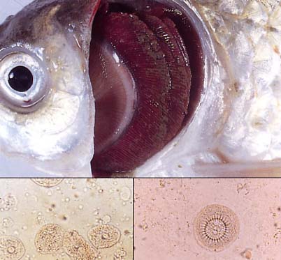 繊毛虫症の写真