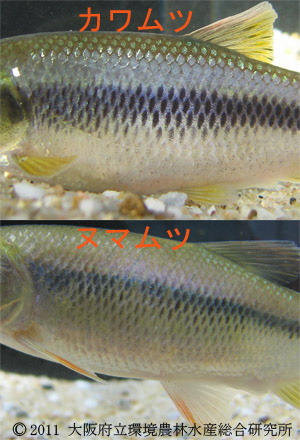 鱗と胸ビレ・腹ビレの比較