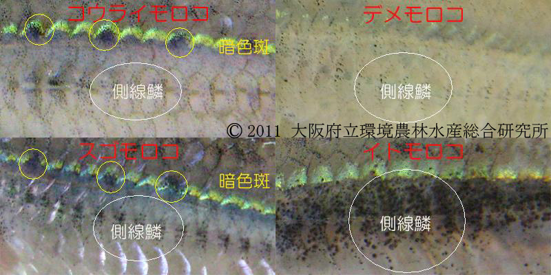 側線鱗比較およびコウライモロコとスゴモロコの暗色斑