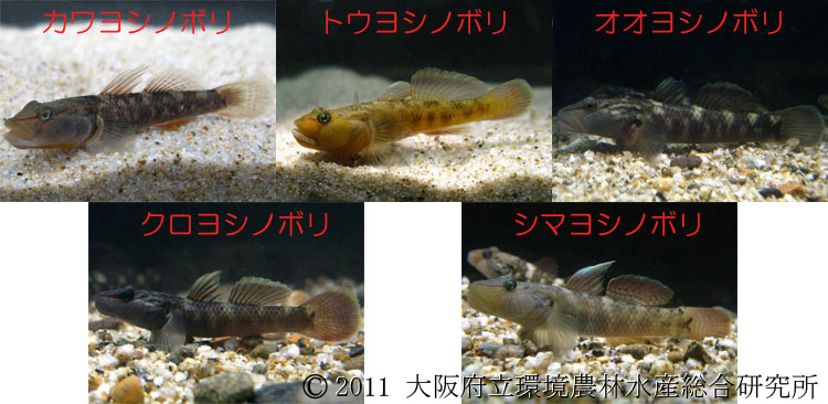 大阪府産のヨシノボリ類 