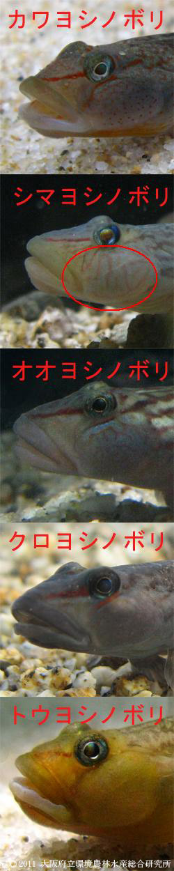 ヨシノボリ類の顔の比較