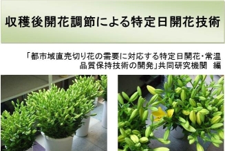 収穫後開花調節による特定日開花技術