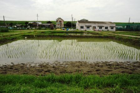 田んぼ全景（7月2日）