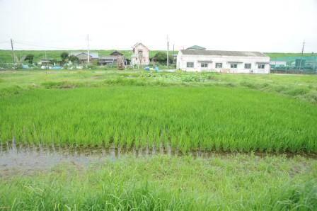 田んぼの生きもの教室　水田全景