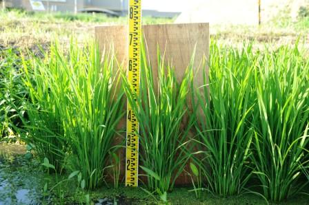 「田んぼの生きもの教室」稲の生長（8月2日）