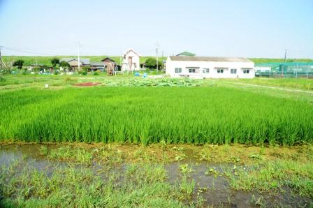 田んぼの生きもの教室　水田全景（8月12日）