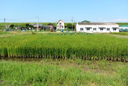 田んぼの生きもの教室　水田全景