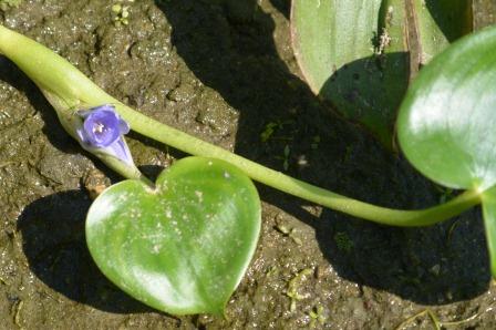 田んぼの生きもの教室　コナギの花