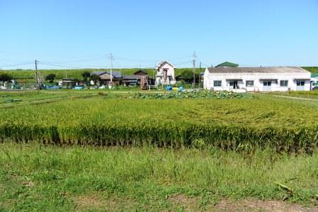 田んぼの生きもの教室　水田全景