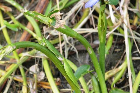 「田んぼの生きもの教室」ショウリョウバッタ