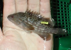 標識を付けたあこうの稚魚