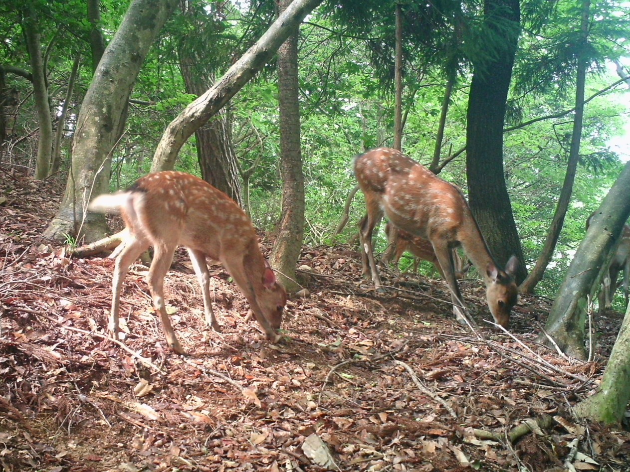 野生動物のモニタリング