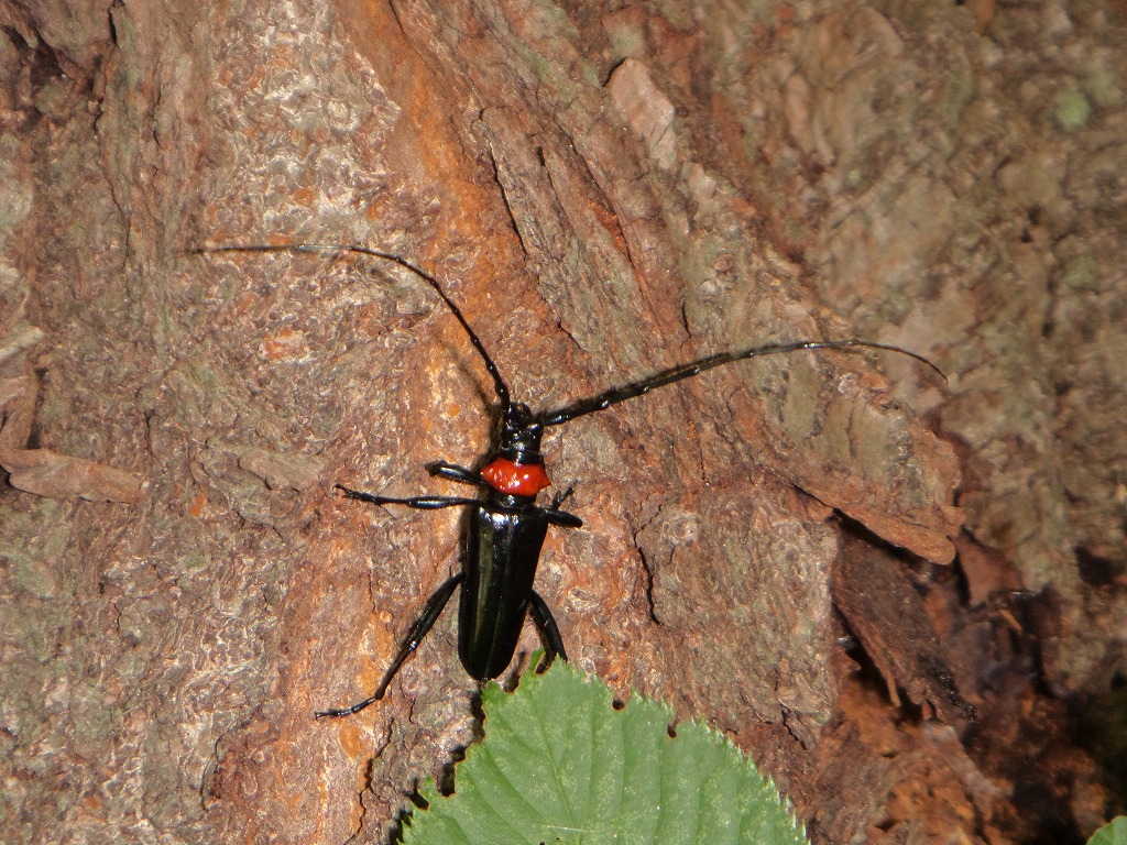 特定外来生物クビアカツヤカミキリ