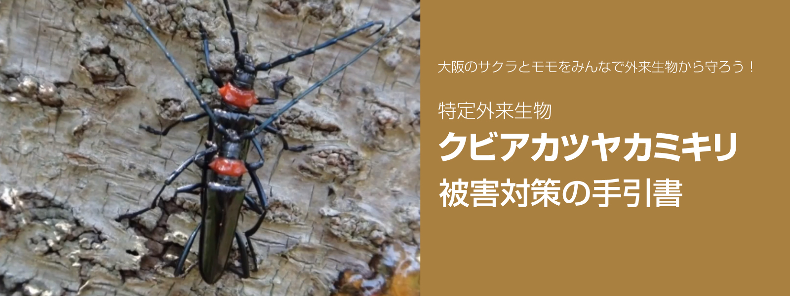 特定外来生物クビアカツヤカミキリ被害対策の手引書