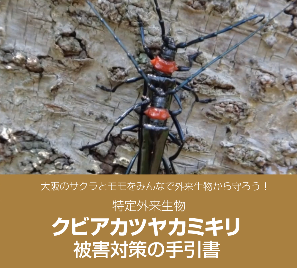 特定外来生物クビアカツヤカミキリ被害対策の手引書