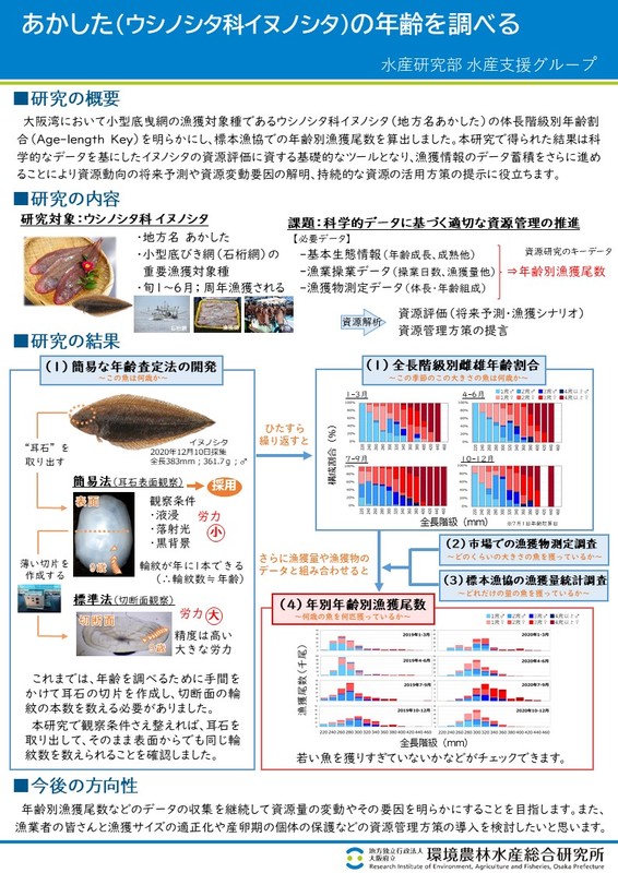 あかした（ウシノシタ科イヌノシタ）の年齢を調べるのポスター画像