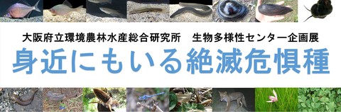 企画展_身近にもいる絶滅危惧種