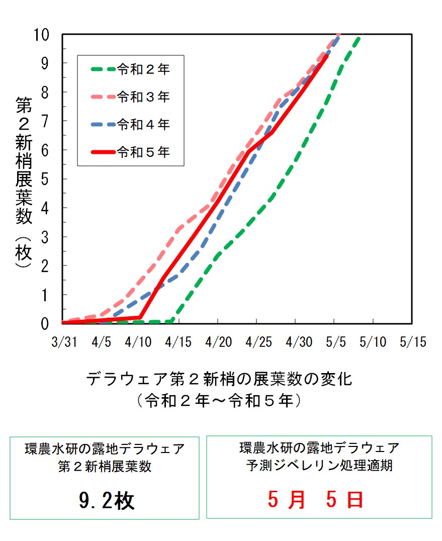 デラウェア第2新梢展葉数の変化（令和5年5月4日）