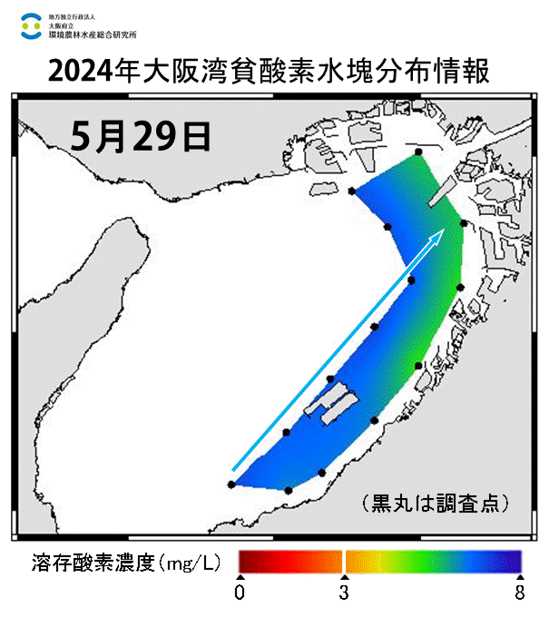 2024年5月29日調査　貧酸素水塊は確認されませんでした。