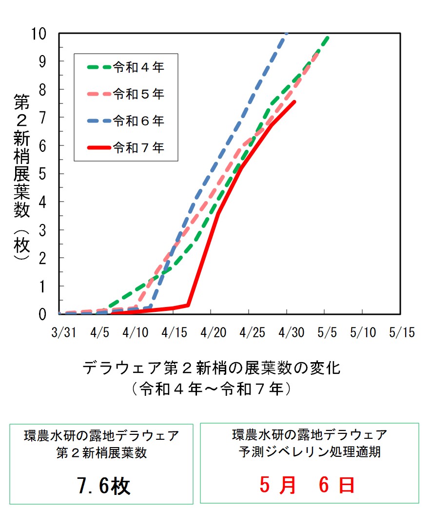 デラウェア第2新梢展葉数の変化（令和7年5月1日）